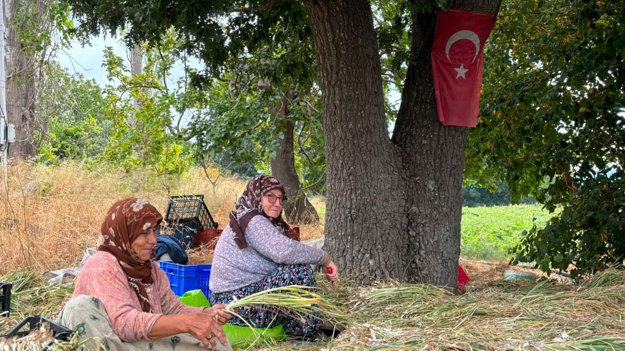 Bandırma Dedeoba köyünde pırasa üretimi devam ediyor